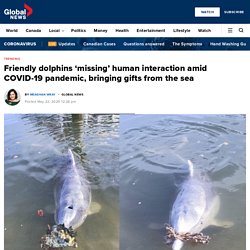 Friendly dolphins ‘missing’ human interaction amid COVID-19 pandemic, bringing gifts from the sea