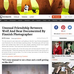 Unusual Friendship Between Wolf And Bear Documented By Finnish Photographer