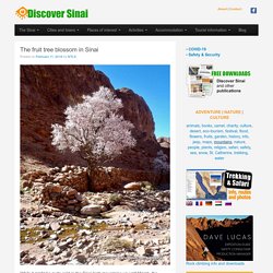 The fruit tree blossom in Sinai