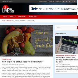 How to get rid of fruit flies – 5 Genius WAY
