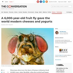 A 6,000-year-old fruit fly gave the world modern cheeses and yogurts