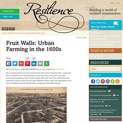Fruit Walls: Urban Farming in the 1600s