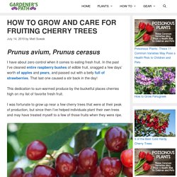 How to Grow and Care for Fruiting Cherry Trees