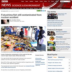 Fukushima fish still contaminated from nuclear accident