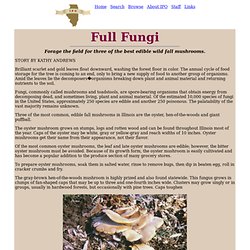 Full Fungi