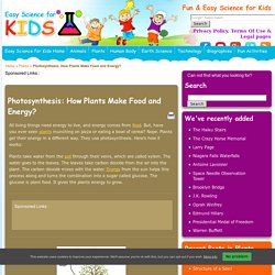 Fun Photosynthesis Facts for Kids
