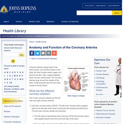 Anatomy and Function of the Coronary Arteries
