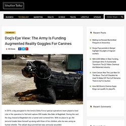 Dog’s-Eye View: The Army Is Funding Augmented Reality Goggles For Canines - ShutterTalkz