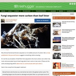 Fungi sequester more carbon than leaf litter
