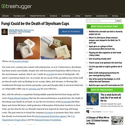 Fungi Could be the Death of Styrofoam Cups