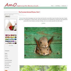 The Funniest Animal Photos. Part 1 - AmO Images - AmO Images
