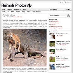 Animals Photos Videos and Games