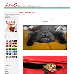Funny Life of Cats. Part 3 - AmO Images: Capturing the Beauty of Life - AmO Images: Capturing the Beauty of Life