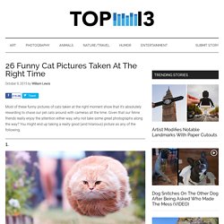 26 Funny Cat Pictures Taken At The Right Time