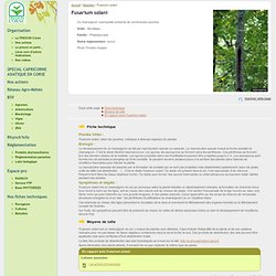 FREDON CORSE - Fusarium solani