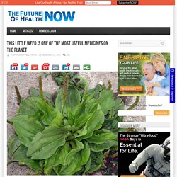 The Future of Health NowThis Little Weed is one of the Most Useful Medicines on the Planet