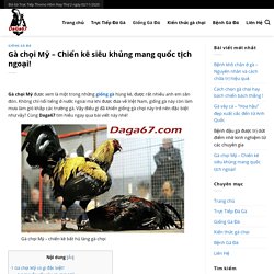 Gà chọi Mỹ - Chiến kê siêu khủng mang quốc tịch ngoại! ✅