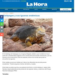 Galápagos y sus iguanas endémicas