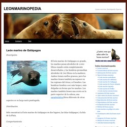León marino de Galápagos » LEONMARINOPEDIA
