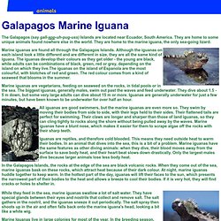 Galapagos Marine Iguana