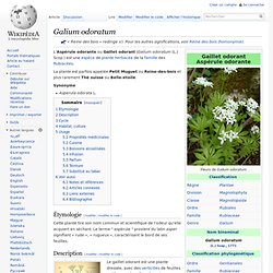 Galium odoratum