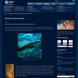 Exhibit Galleries Blog: Just the biofacts: What is sandtiger shark skin made of?