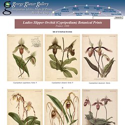 George Glazer Gallery - Antique Botanical Prints - 8 Ladies Slipper Orchid (Cypripedium) Botanical Prints