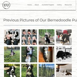 Gallery - Previous Bernedoodles - Double U Doodles