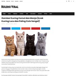 Gambar Kucing Comel dan Manja (Anak Kucing Lucu dan Paling Cute Sangat) - Koleksi Viral