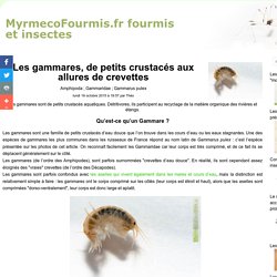 Les gammares, de petits crustacés aux allures de (...)