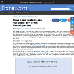 How gangliosides are essential for brain Development