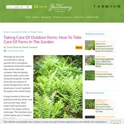 Garden Ferns - How To Grow And Care For A Fern Garden Outdoors