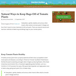 Natural Ways to Keep Bugs Off of Tomato Plants