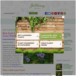 Rock Garden Plants – Where To Plant Blue Eyed Grass And Its Care