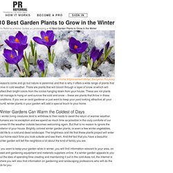 10 Best Garden Plants to Grow in the Winter time