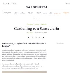Gardening 101: Sansevieria
