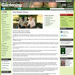 Gardening Australia - Fact Sheet: Olives