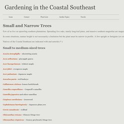 small and narrow trees - Gardening in the Coastal Southeast