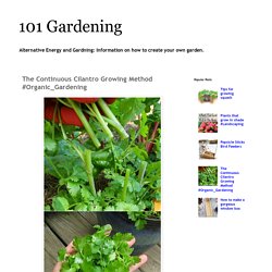 101 Gardening: The Continuous Cilantro Growing Method #Organic_Gardening