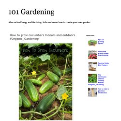 101 Gardening: How to grow cucumbers indoors and outdoors #Organic_Gardening