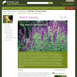Gardening Features - Timely Gardening Advice from Crocus.co.uk