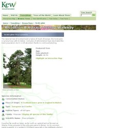 Gardens - Rhizotron & Xstrata Treetop Walkway - Pinus sylvestris