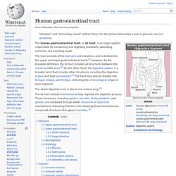 Human gastrointestinal tract