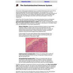 The Gastrointestinal Immune System