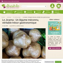 Le Jicama : un légume méconnu