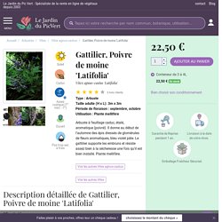 Gattilier, Poivre de moine 'Latifolia' - Vitex agnus-castus
