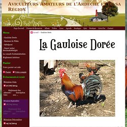 Gauloise dorée - Aviculteurs Amateurs de l'Ardèche et de sa Région
