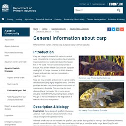 General information about carp