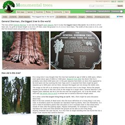 General Sherman, the biggest tree in the world