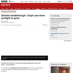 Genetic breakthrough: Crops use more sunlight to grow